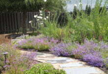 Photo of California native gardens provide unexpected effects