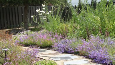 Photo of California native gardens provide unexpected effects