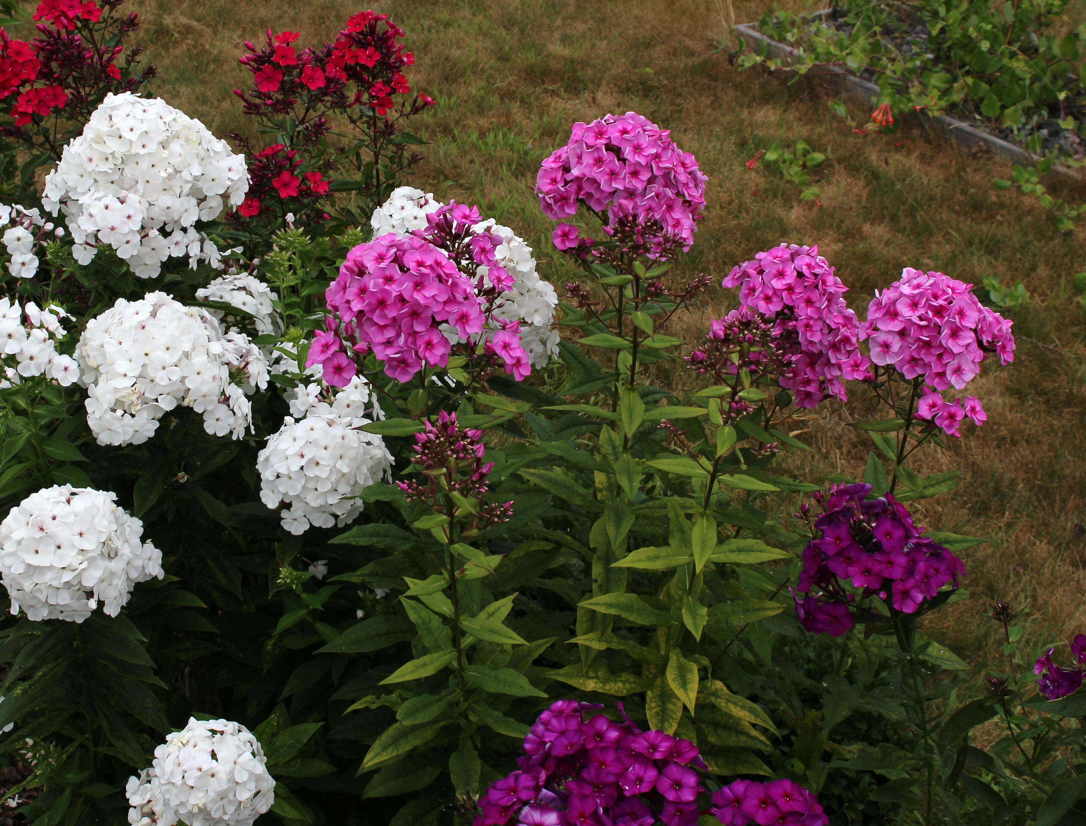 Photo of ON GARDENING: Don’t be ‘out-phlox’ once more!