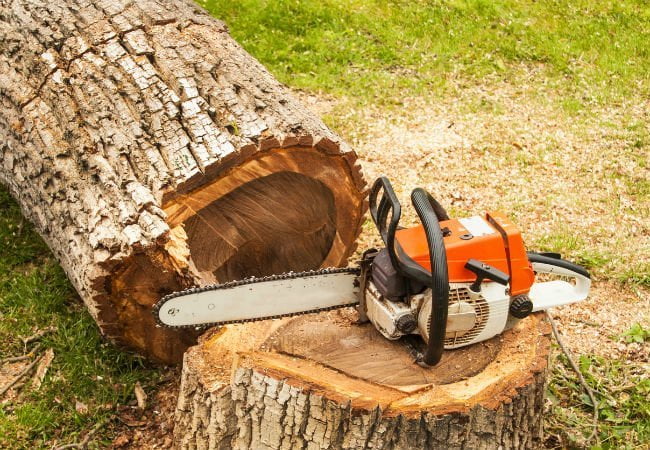 Photo of Thinking Of Felling Your Backyard Tree