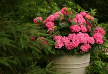 Photo of Miniature Hydrangea: Small but Stunning Blooms