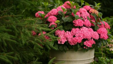 Photo of Miniature Hydrangea: Small but Stunning Blooms