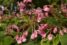 Photo of Perennial Beauty: The Alluring Begonias
