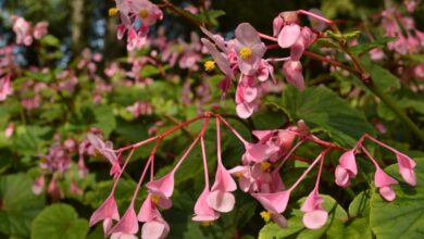 Photo of Perennial Beauty: The Alluring Begonias