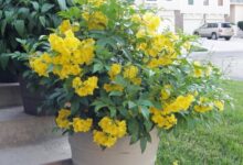 Photo of Growing Hope: The Beauty and Benefits of Esperanza Plants