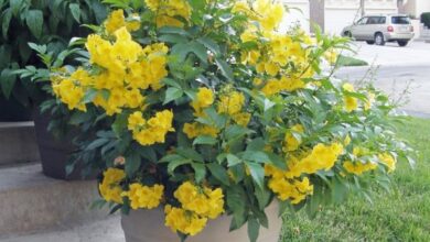 Photo of Growing Hope: The Beauty and Benefits of Esperanza Plants