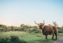 Photo of Highland Cow Wallpaper: A Cozy Touch for Any Room