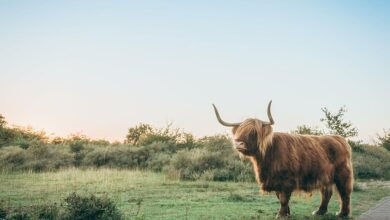 Photo of Highland Cow Wallpaper: A Cozy Touch for Any Room